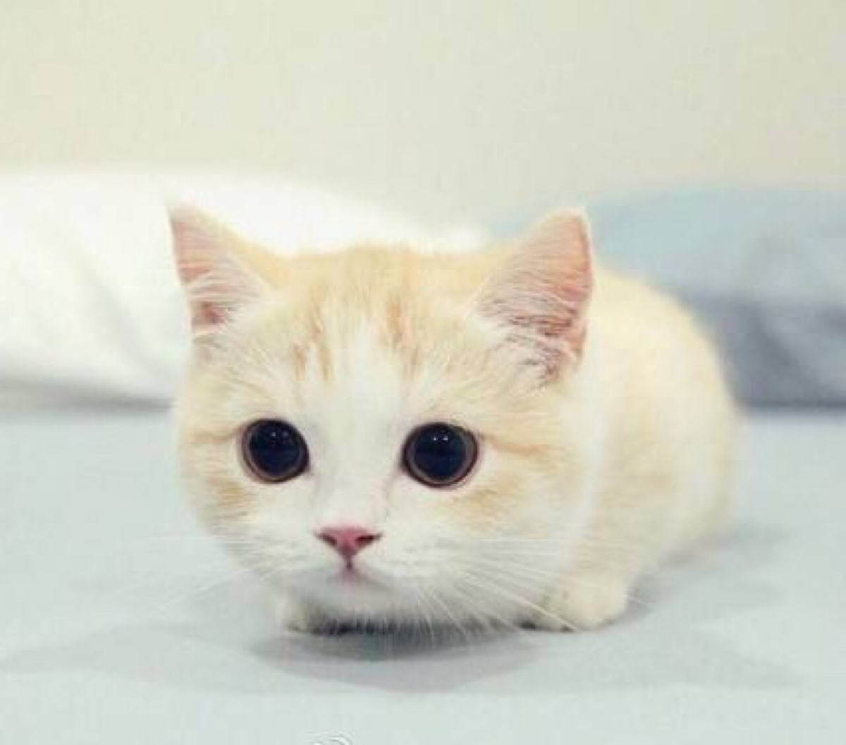 貓
